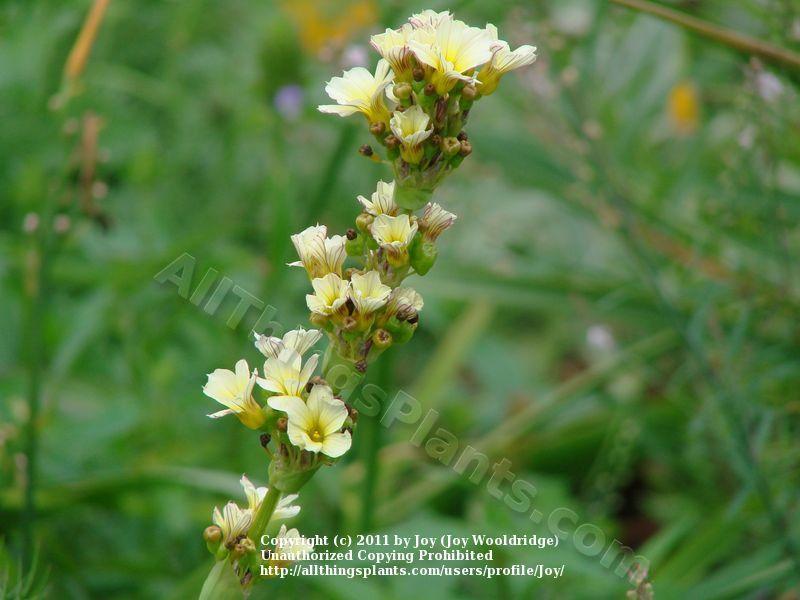 Photo of Yellow Eyed Grass (Sisyrinchium striatum) uploaded by Joy