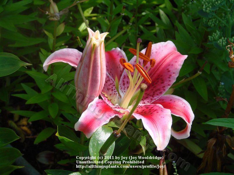 Photo of Lilies (Lilium) uploaded by Joy