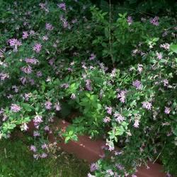 Location: IN my garden. 
small purple flowers bloom in summer.