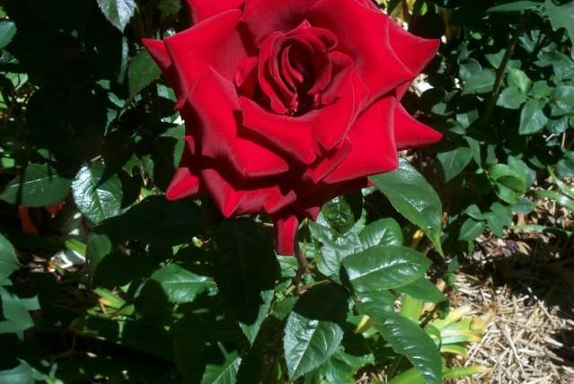 Photo of Rose (Rosa 'Black Magic') uploaded by Newyorkrita