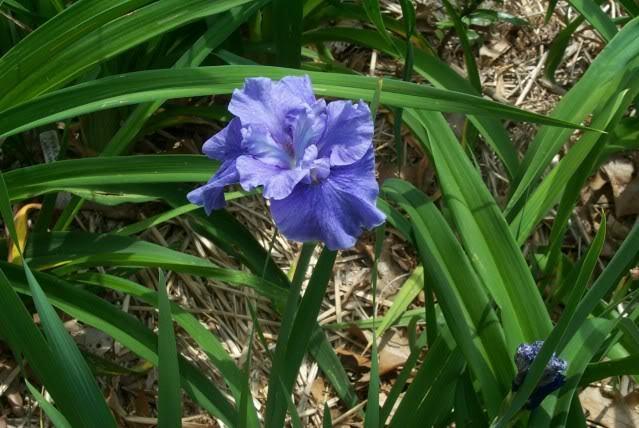 Photo of Siberian Iris (Iris 'Just Because') uploaded by Newyorkrita