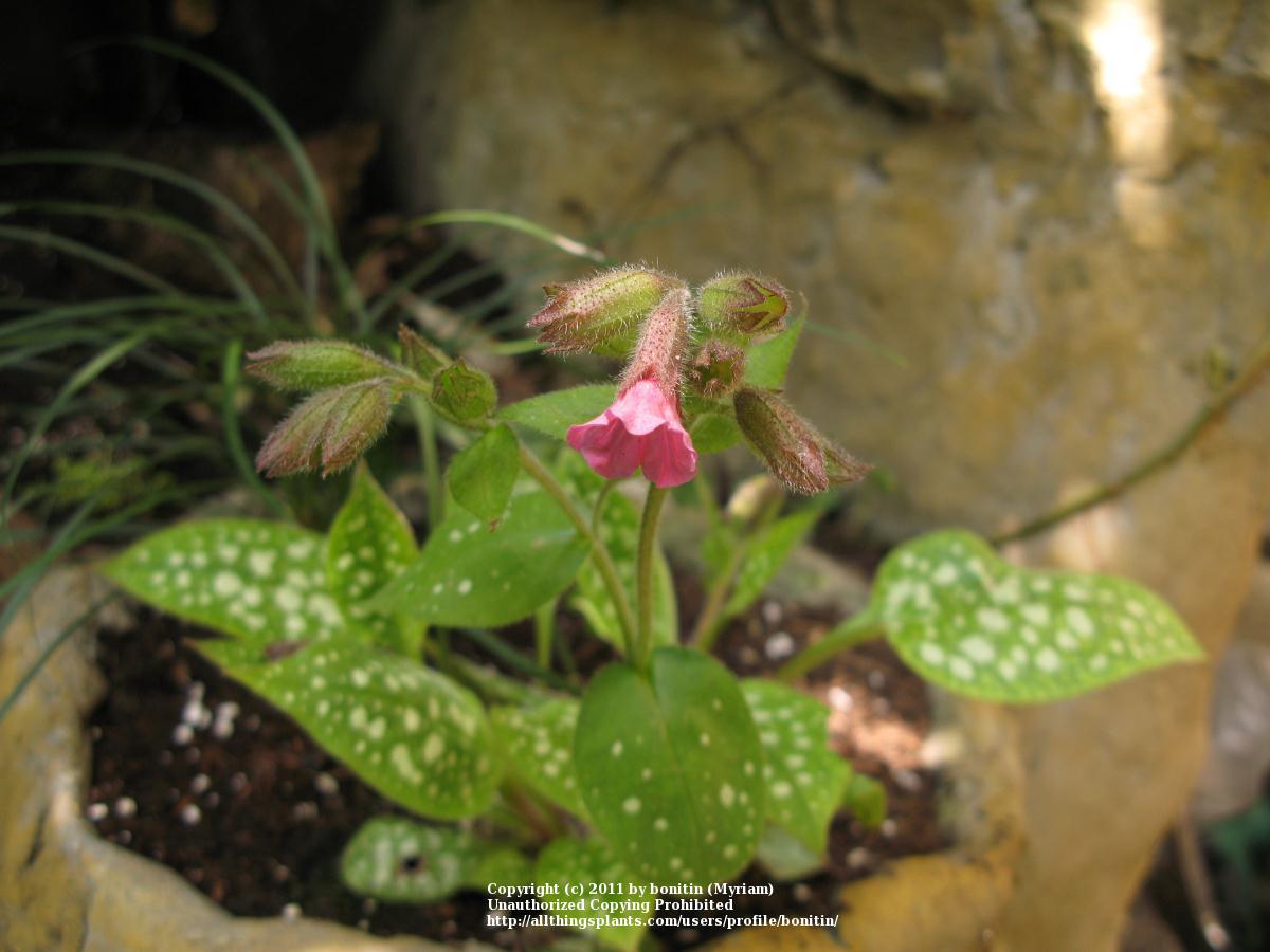 Photo of Lungwort (Pulmonaria 'Raspberry Splash') uploaded by bonitin