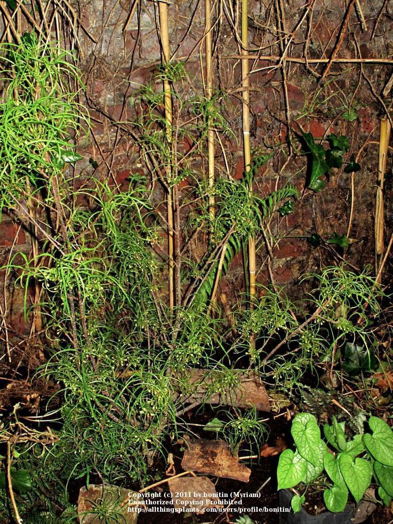 Photo of Alder Buckthorn (Frangula alnus subsp. alnus 'Aspleniifolia') uploaded by bonitin