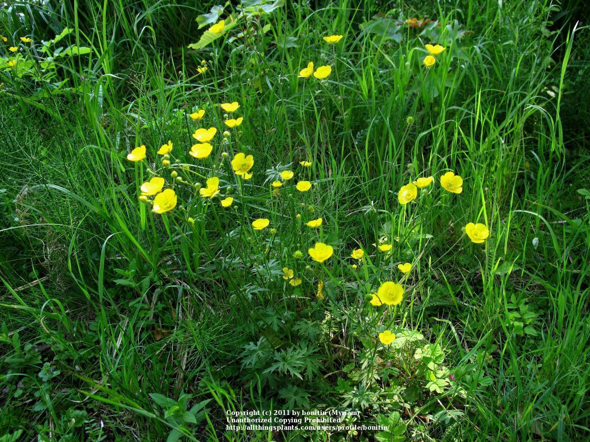Photo of Meadow Buttercup (Ranunculus acris) uploaded by bonitin