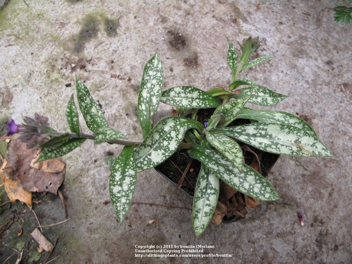 Photo of Pulmonaria (Pulmonaria longifolia subsp. cevennensis) uploaded by bonitin