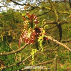 Location: Nature Reserve Gent, Belgium
Date: 2009-04-22
Emerging new leaves and bloom..:)