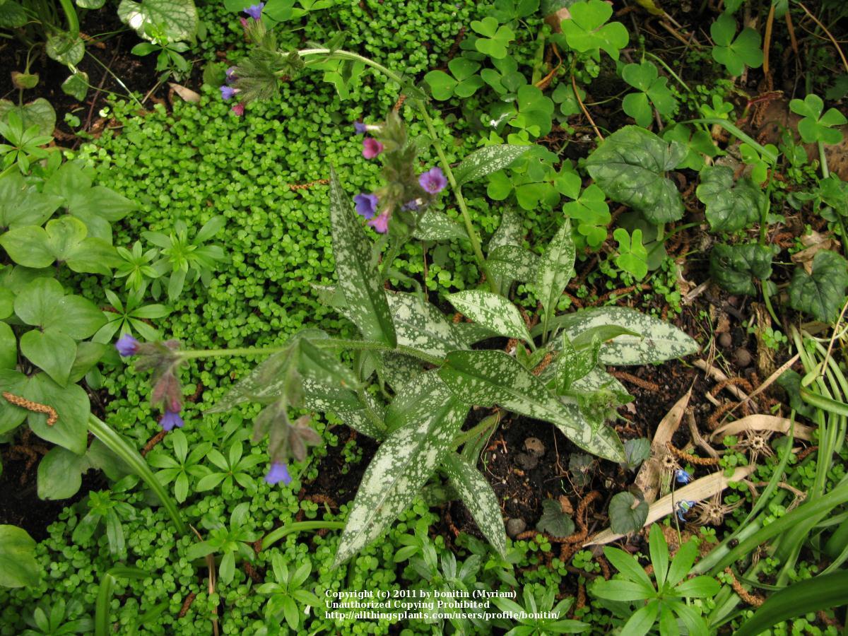 Photo of Pulmonaria (Pulmonaria longifolia subsp. cevennensis) uploaded by bonitin