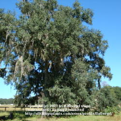 Location: zone 8/9 Lake City, Florida
Date: 2011-10-22
Live Oak tree