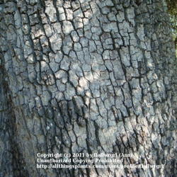 Location: zone 8/9 Lake City, Florida
Date: 2011-10-22
trunk