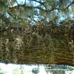 Location: zone 8/9 Lake City, Florida
Date: 2011-10-22
limb with resurrection fern growing on it