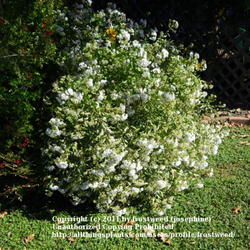 Location: Fielder House Butterfly garden Arlington, Texas.
Date: Fall 2010
This plant is a late bloomer, blooms late October.