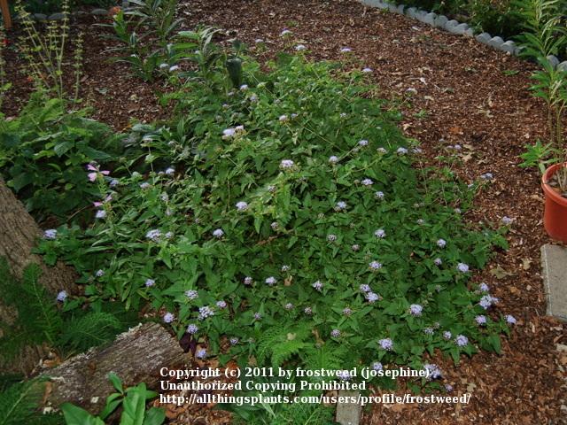 Photo of Blue Mistflower (Conoclinium coelestinum) uploaded by frostweed