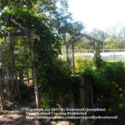Location: Fielder House Butterfly garden Arlington, Texas.
Date: Fall 2011
This vine gets huge and beautiful.