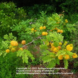 Location: Molly Hollar Wildscape Arlinton, Texas.
Date: Spring 2011
The golden balls have a lovely scent.