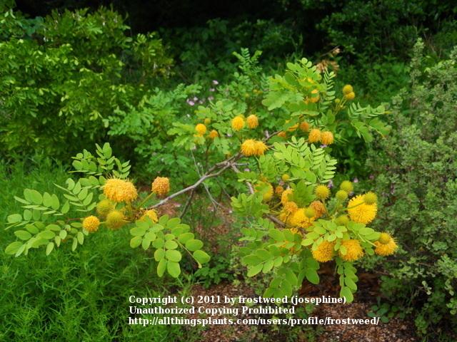 Photo of Goldenball Leadtree (Leucaena retusa) uploaded by frostweed