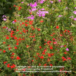 Location: Fielder House Butterfly garden Arlington, Texas.
Date: Summer 2011
The flowers of this plant are very bright.