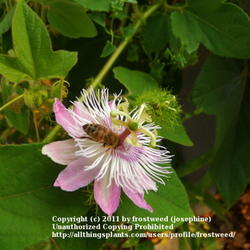 Location: Fielder House Butterfly garden Arlington, Texas.
Date: Summer 2011
The bees love these flowers.
