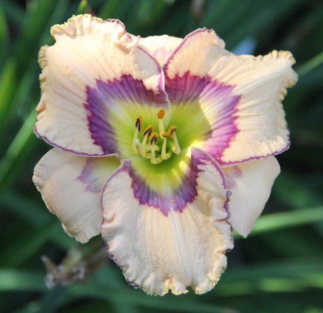 Photo of Daylily (Hemerocallis 'Patterns in Time') uploaded by gonegardening