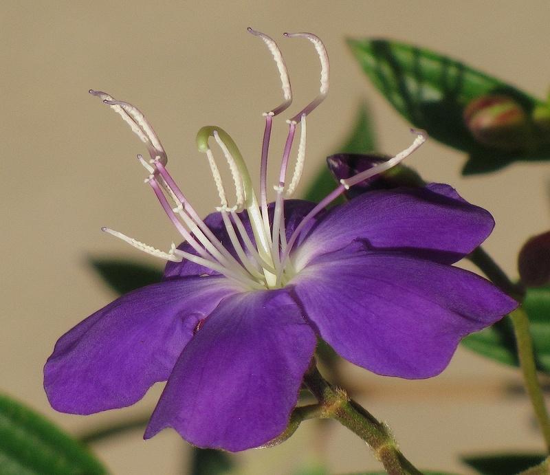 Photo of Princess Flower (Pleroma urvilleanum) uploaded by plantladylin