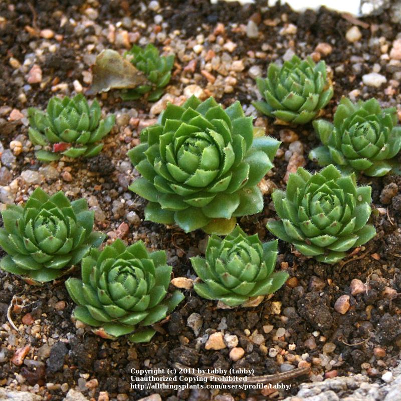 Photo of Rollers (Sempervivum globiferum subsp. globiferum) uploaded by tabby