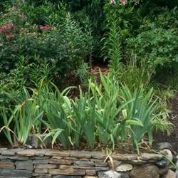 Location: In my garden. 
Iris plants in July long after bloom.