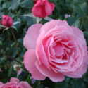 Tips for Growing Beautiful Roses
