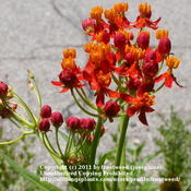 This milkweed is easy to grow and a favorite of Monarchs and Quee