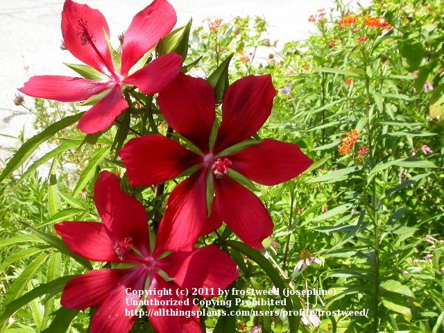 Photo of Texas Star (Hibiscus coccineus) uploaded by frostweed