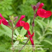 This salvia blooms best in the fall.