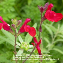 Location: My yard in Arlington, Texas.
Date: Fall 2010
This salvia blooms best in the fall.