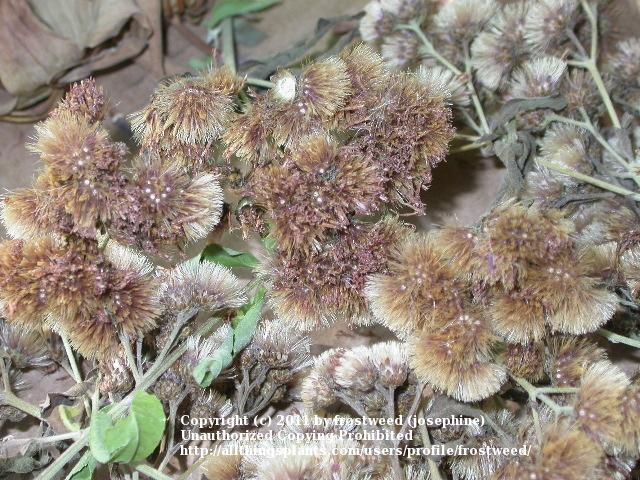 Photo of Western Ironweed (Vernonia baldwinii) uploaded by frostweed