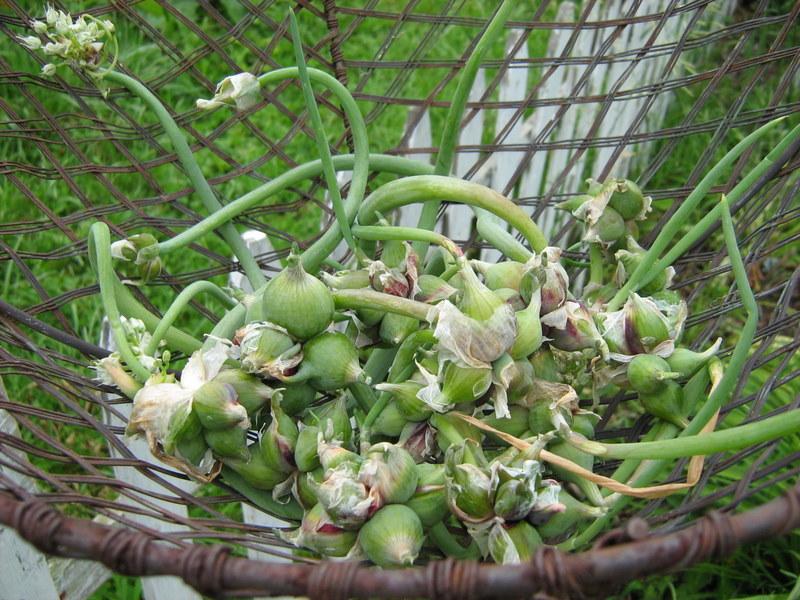 Photo of Onions (Allium cepa) uploaded by gardengus