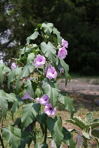Photo of Morning Glory Tree (Ipomoea carnea) uploaded by gingin