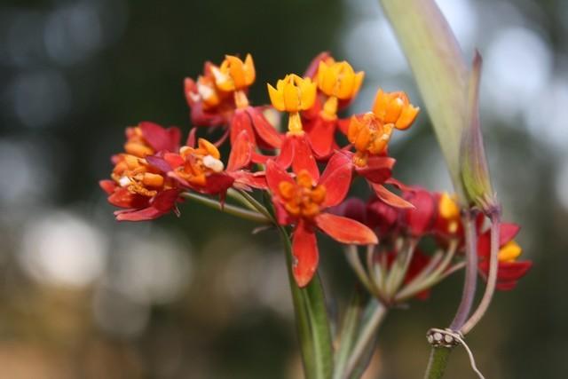 Photo of Mexican Milkweed (Asclepias curassavica 'Silky Deep Red') uploaded by gingin