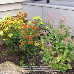 Location: Cincinnati, Ohio
Date: September 2011
\"Little Joe\" in the landscape (plants from left to right- Solom