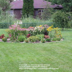 Location: Cincinnati, Ohio
Date: July 2011
Liatris Floristan White in a garden bed.