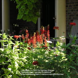 Location: Cincinnati, Ohio
Date: Auguust 2008
There is no brighter red than lobelia cardinalis in sunlight