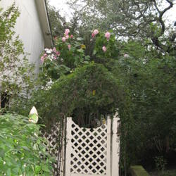 Location: Austin ,TX
Date: 2009-11-01
Confederate RoseTree, about 15 ft. tall