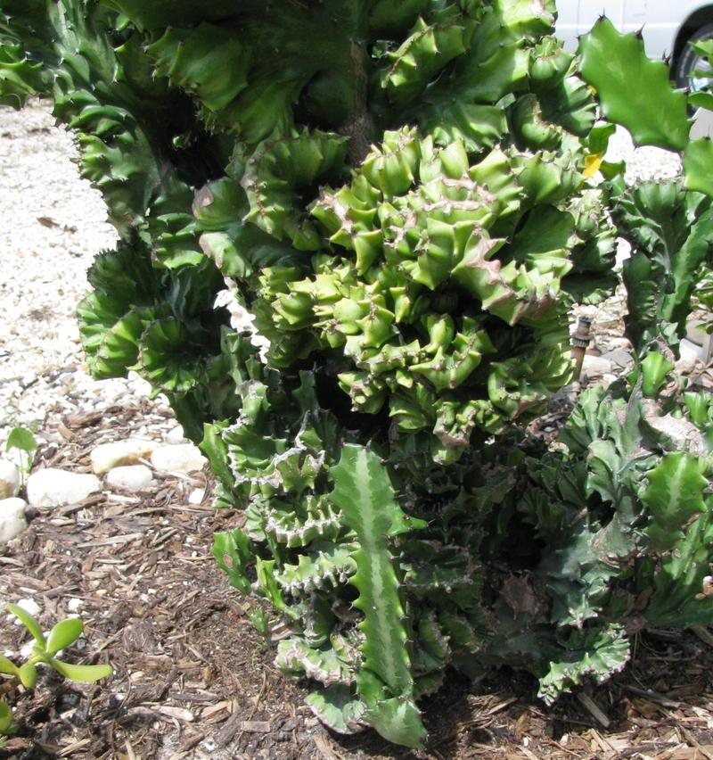 Photo of Elkhorn (Euphorbia lactea 'Cristata') uploaded by Dutchlady1