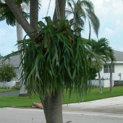 Location: Southwest Florida
Date: summer 2010
These plants ideally live in the crook of a tree, or hang from on
