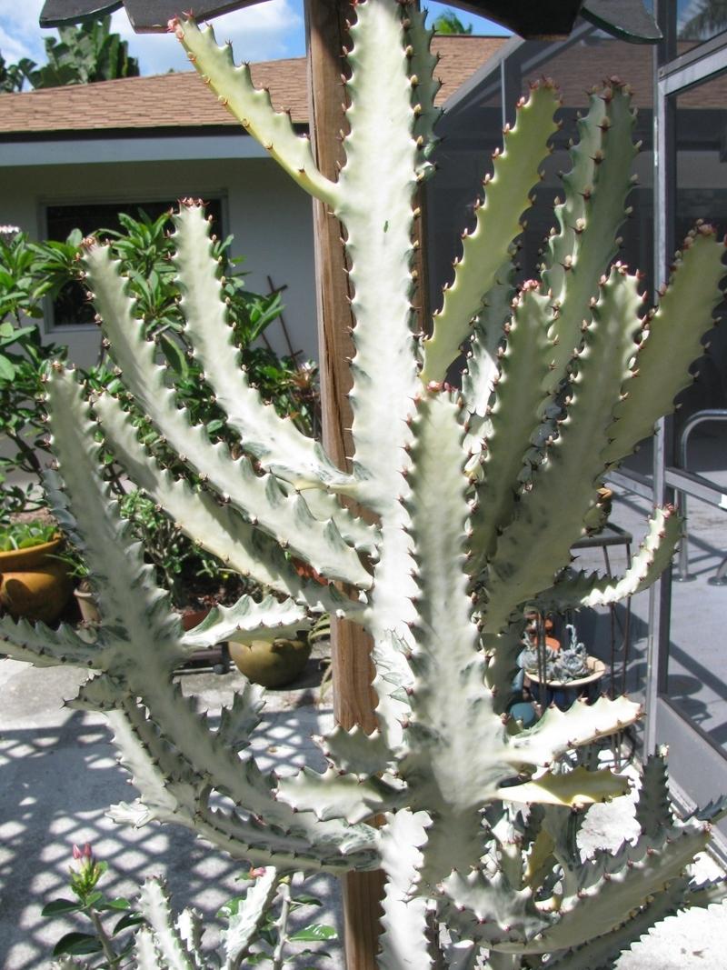 Photo of Euphorbia (Euphorbia lactea 'White Ghost') uploaded by Dutchlady1