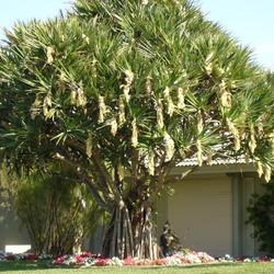 Location: Southwest Florida
Date: May 2008
a most unusual sight - Pandanus in full bloom.
