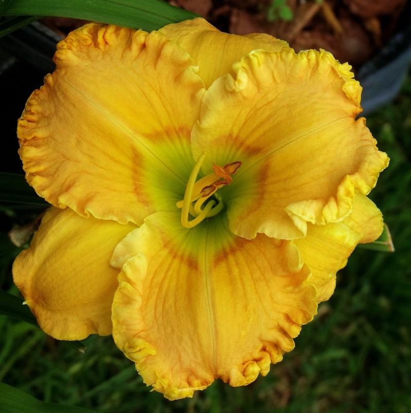 Photo of Daylily (Hemerocallis 'Port Orange') uploaded by Ladylovingdove