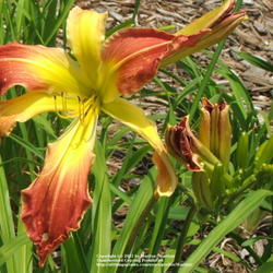 Location: My garden in Kentucky
Date: 2006-06-30
I just love this beautiful Daylily!