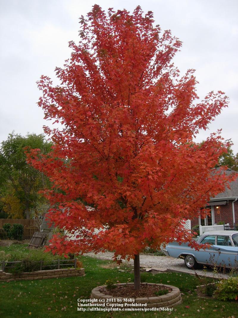 Photo of Freeman's Maple (Acer x freemanii Autumn Blaze®) uploaded by Moby