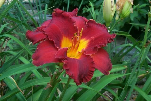 Photo of Daylily (Hemerocallis 'Paint the Town Red') uploaded by Newyorkrita