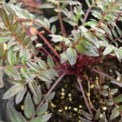 Location: Lindon, Utah
Date: 2011-10-27
Juvenile plant at a nursery