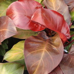 Location: At a Utah Nursery
Date: 2011-10-27
Label read 'Red Congo'