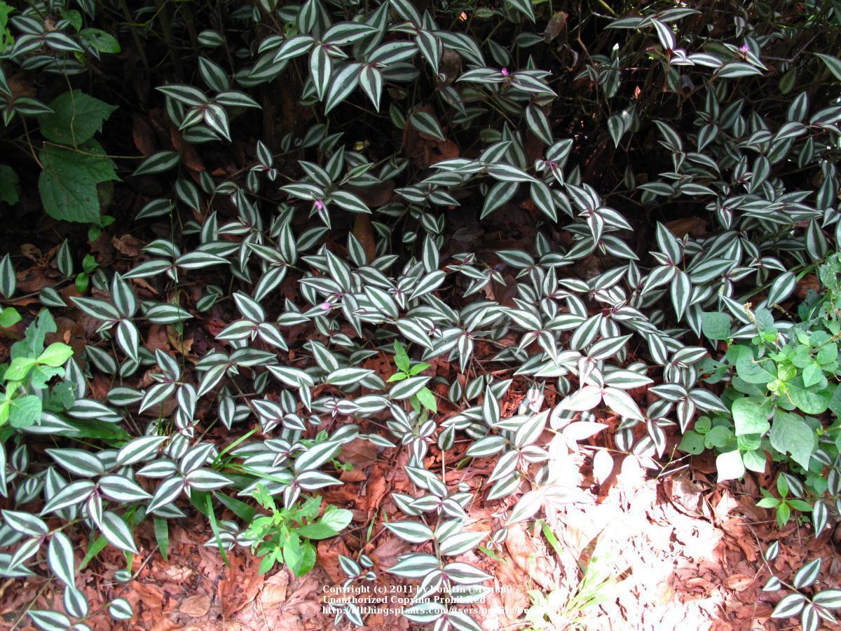 Photo of Inch Plant (Tradescantia zebrina) uploaded by bonitin