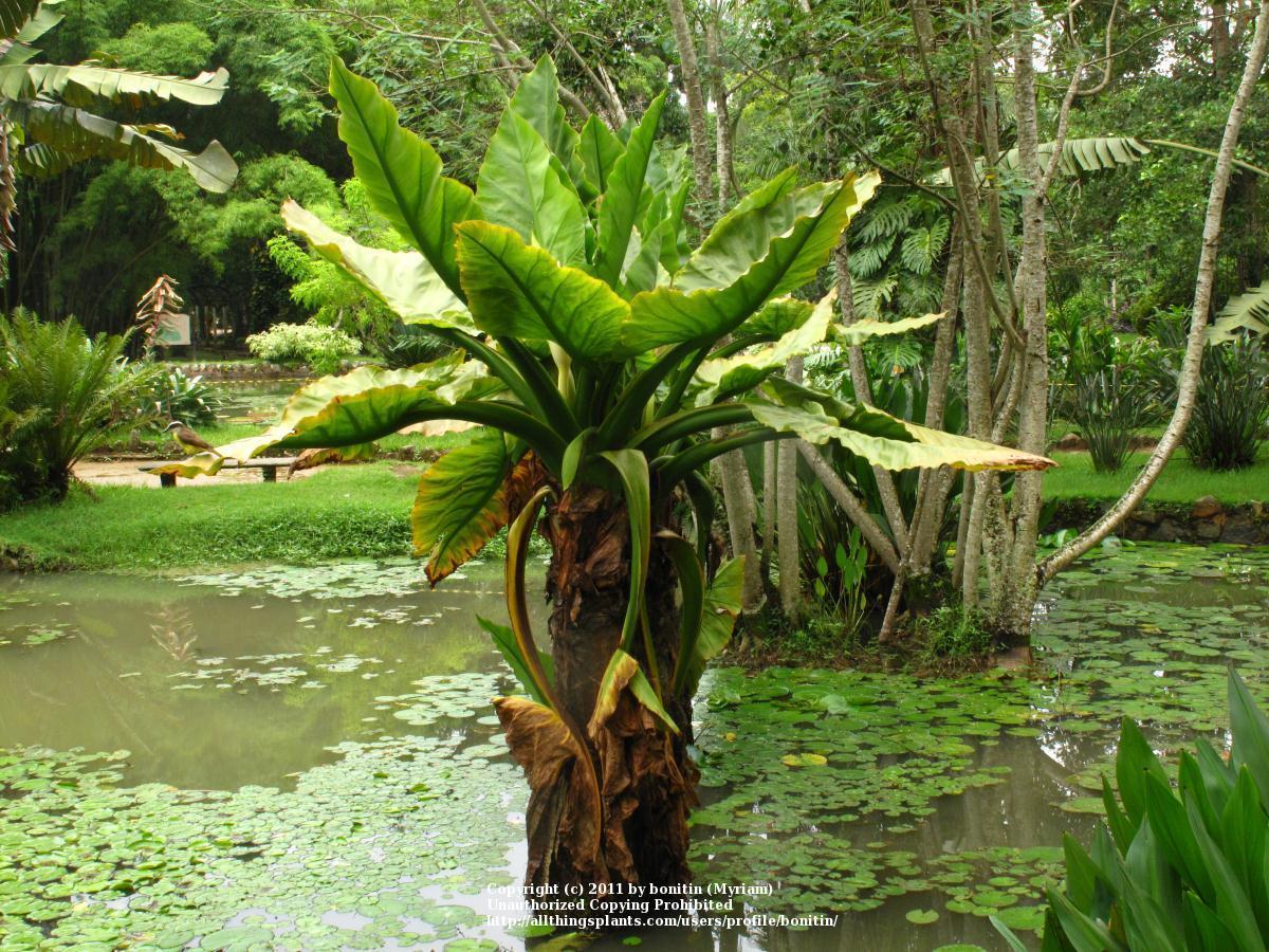 Photo of Typhonodorum (Typhonodorum lindleyanum) uploaded by bonitin